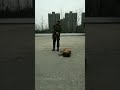 🇨🇳 军犬训练日常，看狗狗多听话