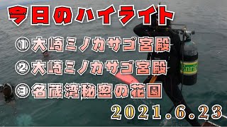 2021年6月23日のダイビングハイライト【名蔵湾】盛りだくさんのチーム分け！！