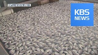 고수온에 적조 피해까지…남해안 어민 ‘울상’ / KBS뉴스(News)