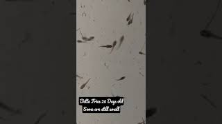 20 Days old betta fries | Some are still small | Betta Breeding