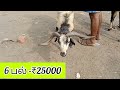 redhills goat market ரெட்டேரி ஆட்டு சந்தை goat market @ruthviktalks