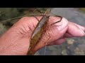 【淀川分流】食べて美味しい、テナガエビ釣り