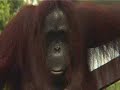 visiting the orangutan of borneo