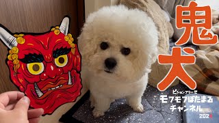 節分でもやっぱりおやつが欲しいやつ 【犬・鬼】 #ビションフリーゼ #鬼 #節分