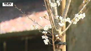 山形市の薬師堂境内　子どもたちが平和願い桜植樹