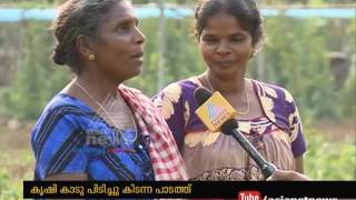 Success story of organic farming in Karimkunnam Panchayat