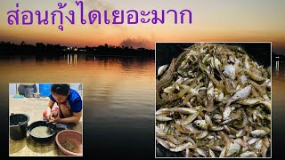 ป้าดกุ้ง หลายคักส่อนบาดเดียวพอกิน