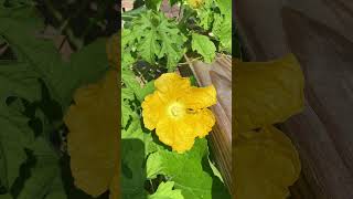 Ash Gourd Flower and Leaf