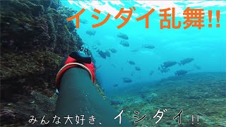 🐟【対馬の素潜り漁師】冬の魚突き　イシダイ　オオモンハタ