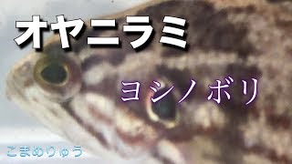 オヤニラミ・ヨシノボリ水槽