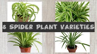 8 Spider Plant Varieties With Names