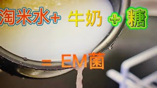 零成本自制EM菌—防虫抗菌，用于厨余堆肥，植物吃后又肥又壮 home-made EM bacteria