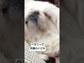 ペキニーズの究極のイビキ。the ultimate snoring of pekingese.