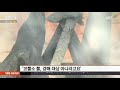 경매되어 팔리는 코뿔소 뿔…고통받는 코뿔소들 sbs