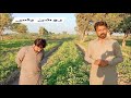 ROSHAN PLUS Rachna agri business hybrid tomato field review...