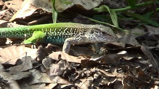 SOUTH AMERICAN GROUND LIZARD (AMEIVA AMEIVA), LAGARTO-VERDE, CALANGO, BICO-DOCE,  looking for food.