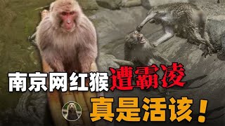 去年南京的网红猴有多坏？收编后还敢挑衅猴王，被霸凌真是活该？