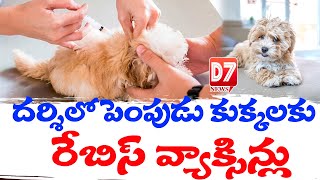 దర్శిలో పెంపుడు కుక్కలకు రేబిస్ వ్యాక్సిన్లు #d7news #darshinews #d7darshinews