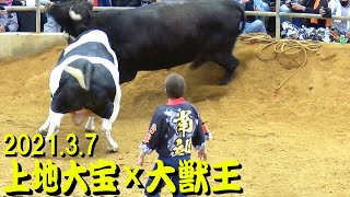 上地大宝ｘ大獣王  2021.3.7　【沖縄闘牛大会にて】