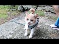 take my cat to hike bear mountain and she hiked all the way up petlog 7