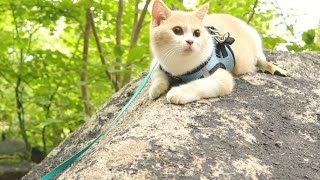 Take My Cat to Hike Bear Mountain and She hiked all the way Up! [ Petlog 7 ]