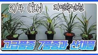 [2월 4일] 홍화, 화형색소심, 복륜화, 소타매(유향종), 주홍화, 색설화, 생강근 단엽성 입변, 산채.산반.아롱반 올려봅니다.