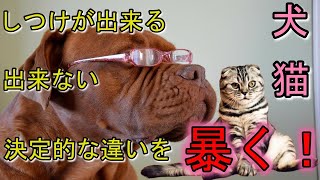 犬の本能に突き刺さるしつけ方法！【ドッグトレーナー】