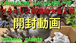 #20 特選グラキリス大量入荷【KAWASEMI_GARDENヤバイ株入荷してます22年5月27日】