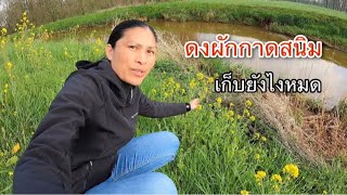 เก็บผักกาดสนิม ดงผักข้างคลองเก็บไม่หวาดไม่ไหวเยอะสุดๆ