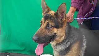 A5158227 Zeus | German Shepherd