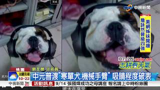 寒單爺上身?鬥牛犬衝鞭炮 模樣逗趣超療癒│中視新聞 20170908