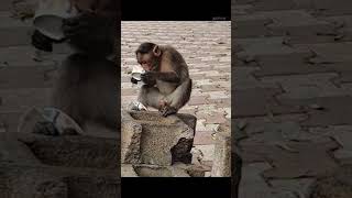 Monkey _  மனிதர்கள் இல்லாத இடம் வேண்டும்