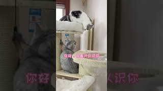 当家里有两只猫，测试一下桑葚的反应？