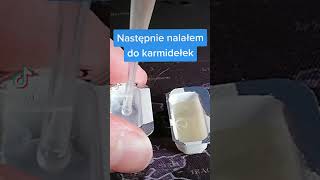 Camponotus nicobarensis 2Q #feeding #mrowki #mrówki #pl #viral #światmrówek