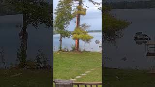 🇺🇸 Tree struck by lightning, Tomahawk, #Wisconsin.
