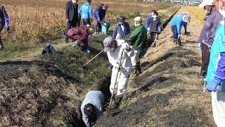 ジャンボタニシの被害防止対策～次期作に向けて～　泥上げ