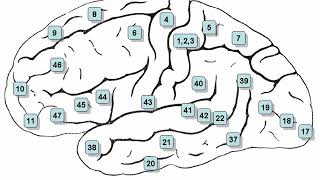 Neurolinguistics | Wikipedia audio article