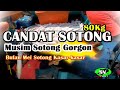 CANDAT SOTONG - Sotong Gorgon !!! Bulan Mei Sotong Kasar-kasar