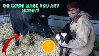 What is a COW worth? Cost of raising cattle Explained.