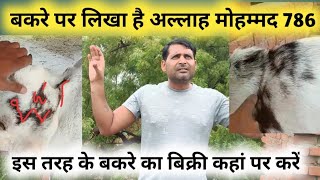 बकरे पर लिखा है अल्लाह मोहम्मद का नाम कहां बिक्री करें || bakare par likha allah mohammed 786 name ?