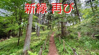 【新緑】第二弾　無人の森　【小山田緑地】前回と別エリア　東京都町田市　iPhoneで撮影