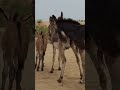 donkey animals youtubeshorts shortsfeed shortsviral