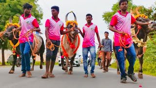 காங்கேயம் காளைகள் அலங்கார ஊர்வலம் | ஜல்லிக்கட்டு காளைகள்