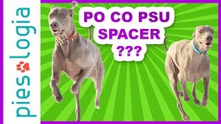 Po co psu spacer?