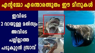 അത്ഭുതമായി ജുറാസിക് സ്രാവും രണ്ട് വായുള്ള മത്സ്യവും | Oneindia Malayalam