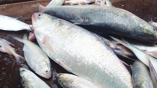 চাঁদপুরে এভাবেই নিলামে ইলিশ বিক্রি হয়।This is how hilsa is sold at auction in Chandpur. #fresh_fish