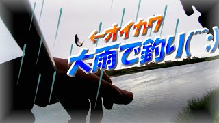 【大阪小物釣り初心者】ヤバい！大和川大雨の中、傘差してオイカワ釣り!?そこまでしてオイカワ釣りたいですか・・・(^^;)ツ抜け目指す！大阪釣り・関西釣り