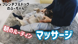 【朝のルーティン】マッサージ　フレンチブルドッグのぶーちゃん【french bulldog】