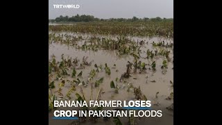 Banana farmer grapples with crop loss after Pakistan floods