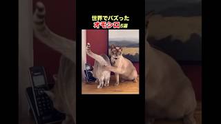 【紳士ネコ】クスッと笑える世界のオモシロ動画